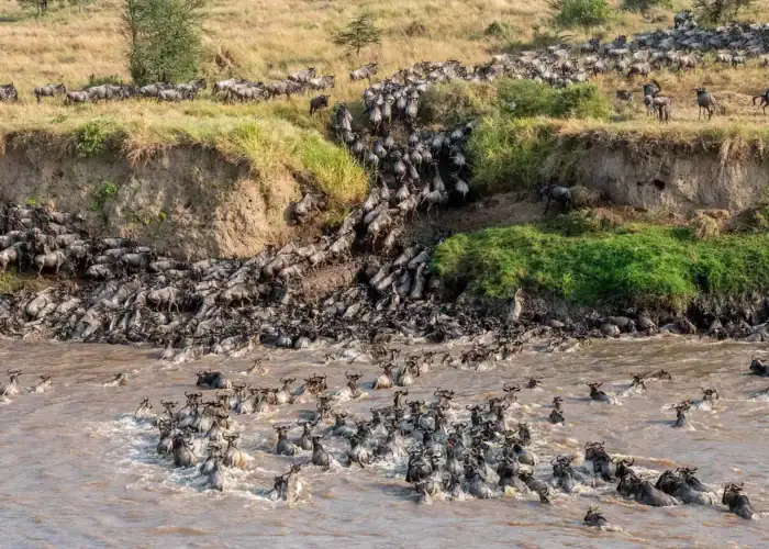 Tanzania safari Serengeti wildlife migration
