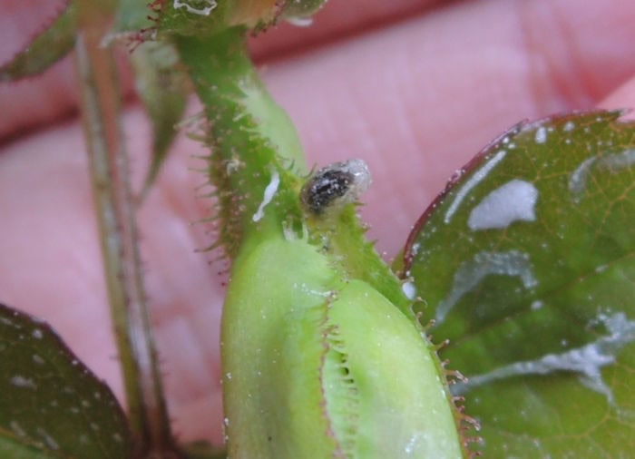 片栗粉でもヒラタアブの幼虫はOK