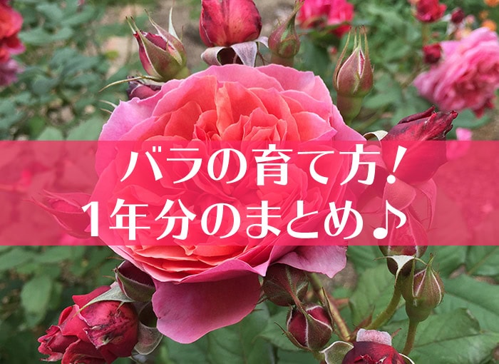 バラの育て方タイトル