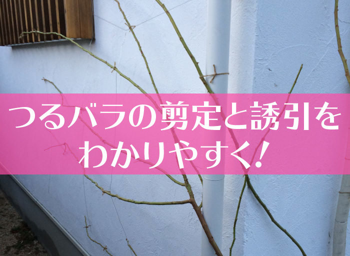 つるバラの剪定と誘引をわかりやすく-01