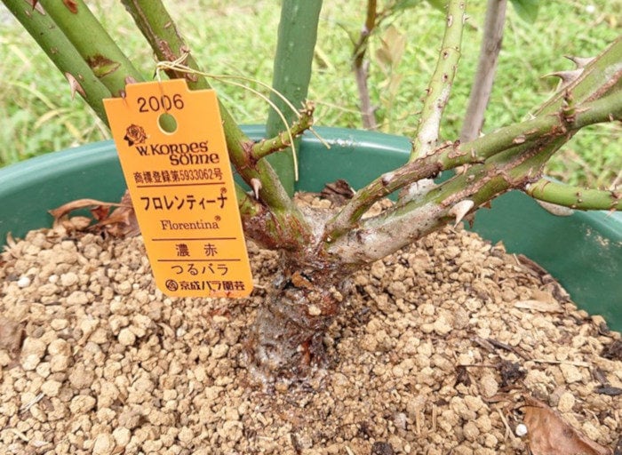 グリプロを鉢植えのバラに塗る(乾燥後)