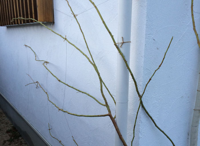 つるバラの誘引
