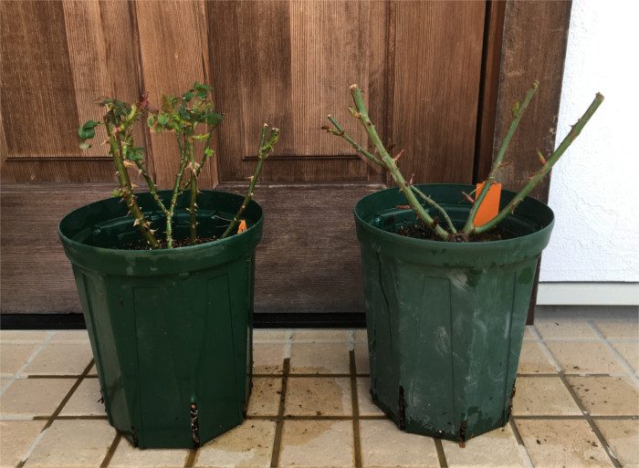 植え替え完了後