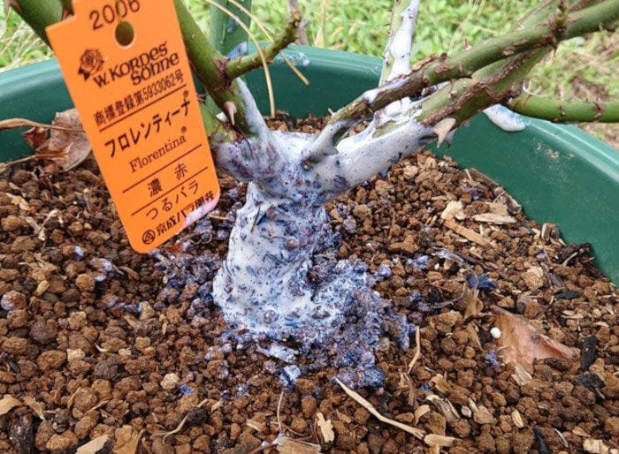 グリプロを鉢植えのバラに塗る