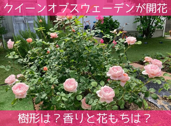 クイーンオブスウェーデンが開花♪樹形は？香りと花もちは