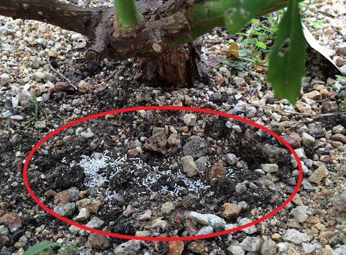 オルトラン粒剤をバラの株元にまいた