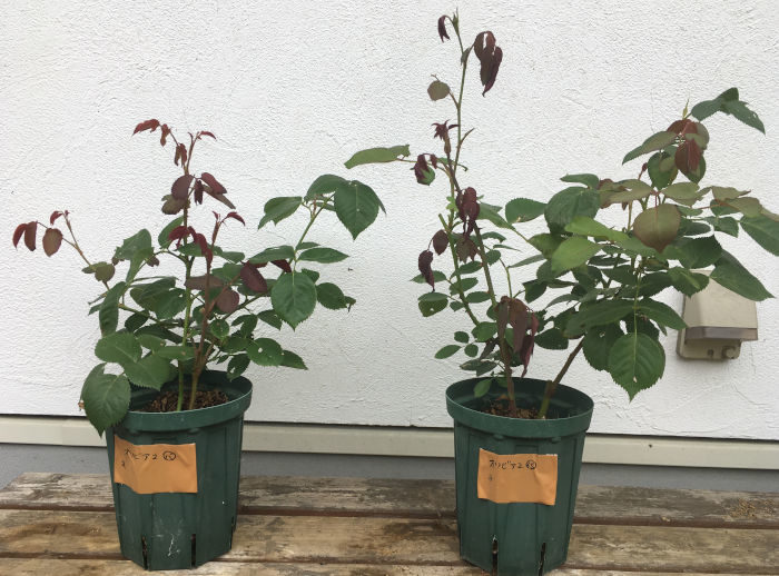 オリビアローズオースチンB6月26日の様子（植え替え前）