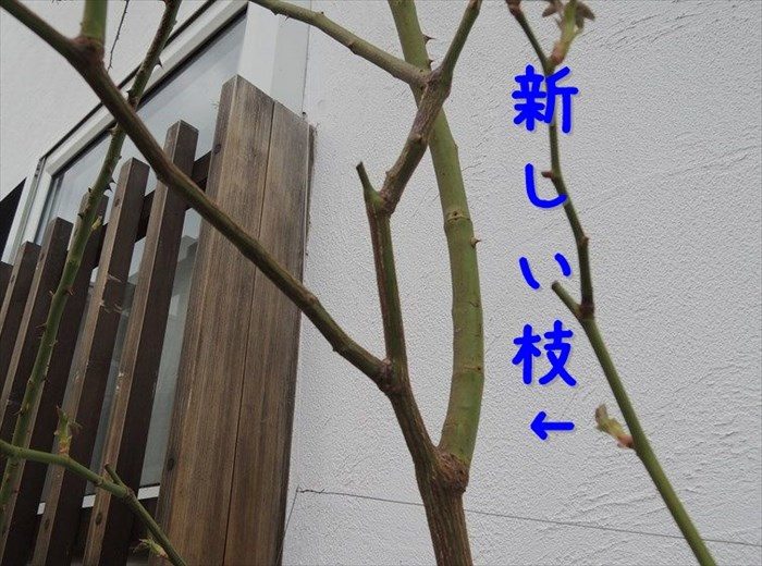 今年のシュートのところで切る1