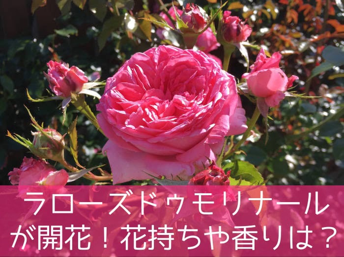ラ・ローズ・ドゥ・モリナールが開花！花持ちや香りは
