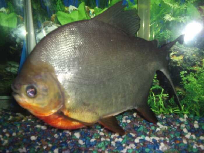 ciri ikan bawal air tawar yang memiliki warna gelap dan berbeda dari bawal air laut