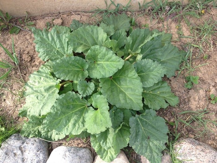 ASimpleHomestead.com - rhubarb