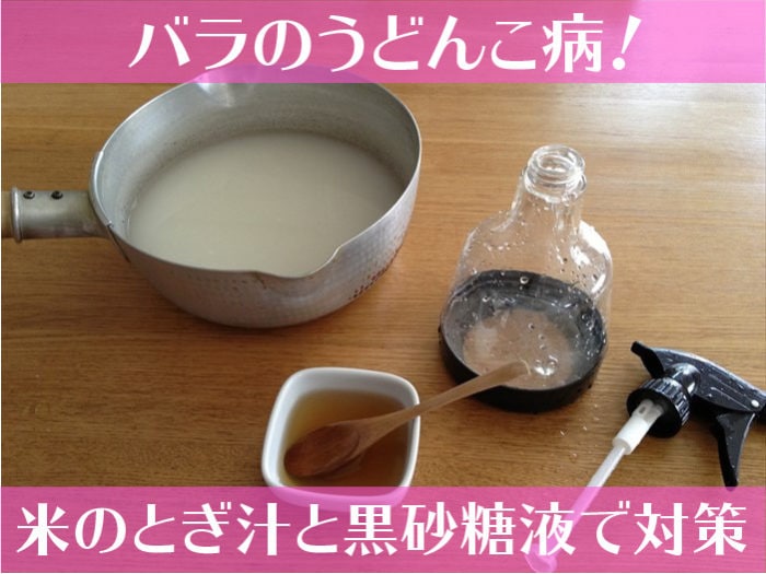 バラのうどんこ病！米のとぎ汁と黒砂糖液で対策