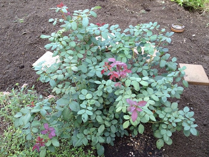 バラの夏剪定前正面