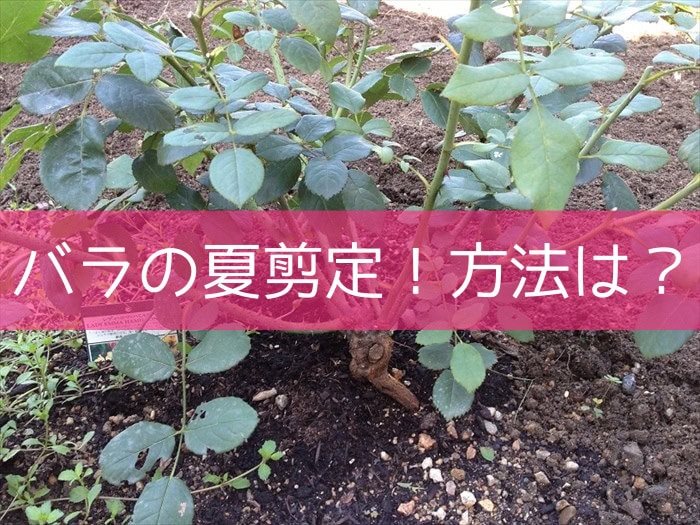 バラの夏剪定！方法は？レディエマハミルトンを剪定