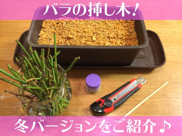 バラの挿し木！冬バージョンをご紹介♪
