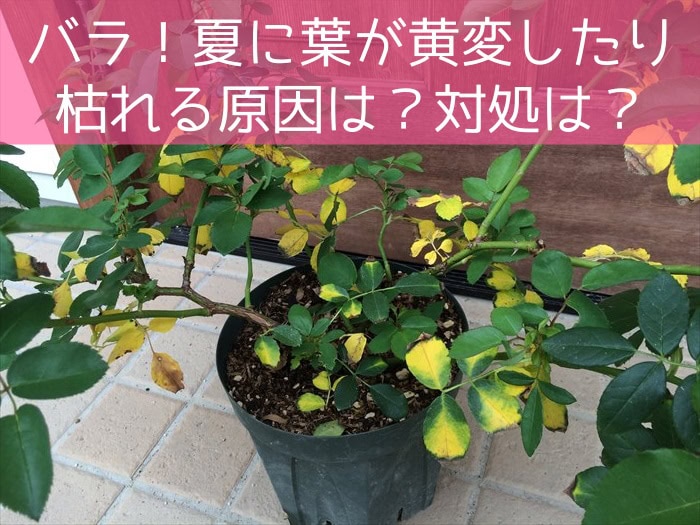 バラ！夏に葉が黄変したり枯れる原因は？対処は？
