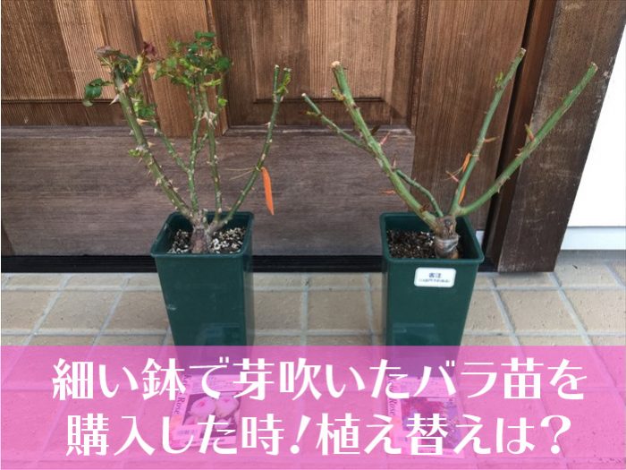 2019年に購入した細い鉢のバラ