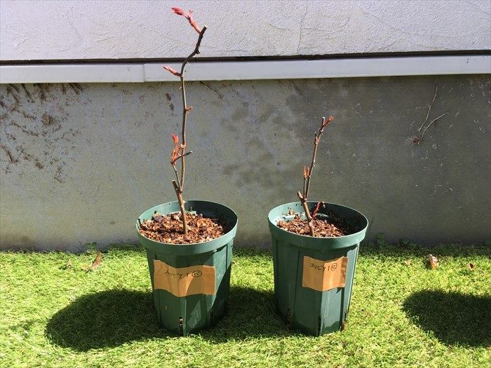 オリビアローズオースチン1植え替え後