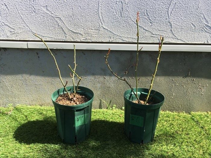 植え替え前のローズポンパドール