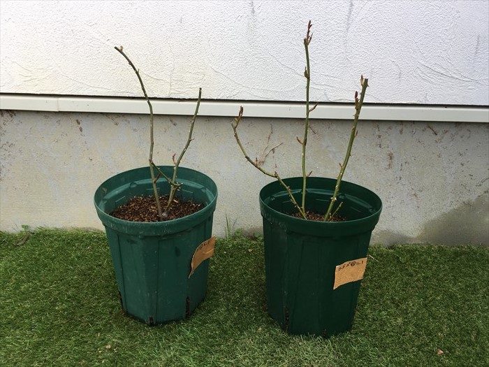 植え替え後のローズポンパドゥール