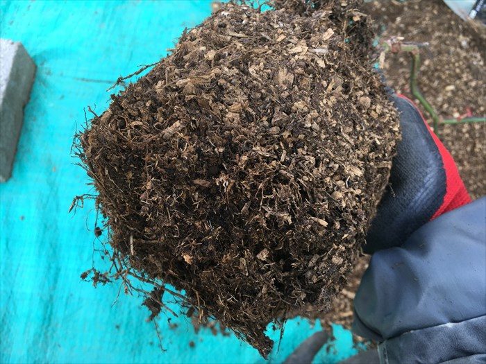 ラ・ローズBの根鉢2：化成肥料はほぐれにくい