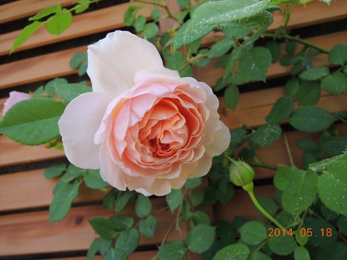 ウィリアムモリスが開花2