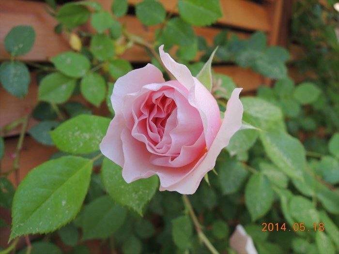 ウィリアムモリスが開花1