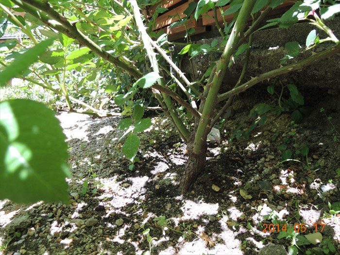 ウィリアムモリスの株元