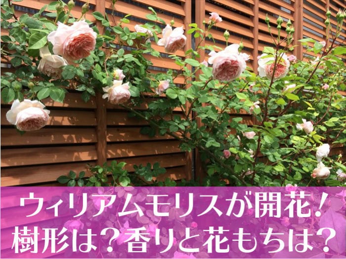 ウィリアム・モリスが開花！樹形は？香りと花もちは？