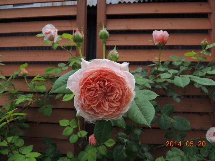 ウィリアム・モリスの花形