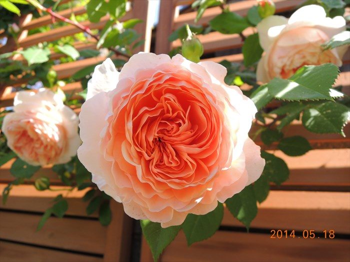ウィリアムモリスが開花5