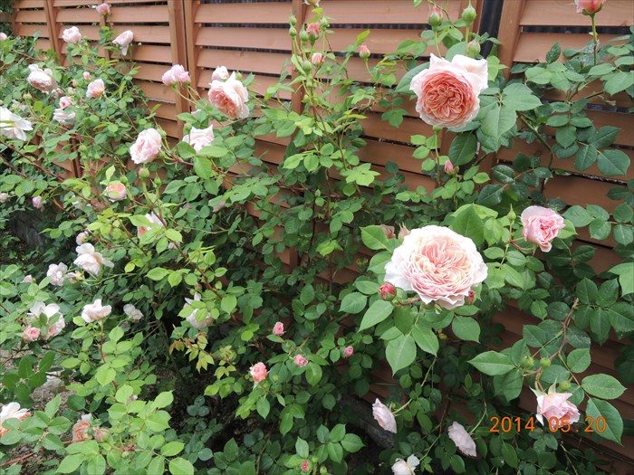 ウィリアム・モリスが開花