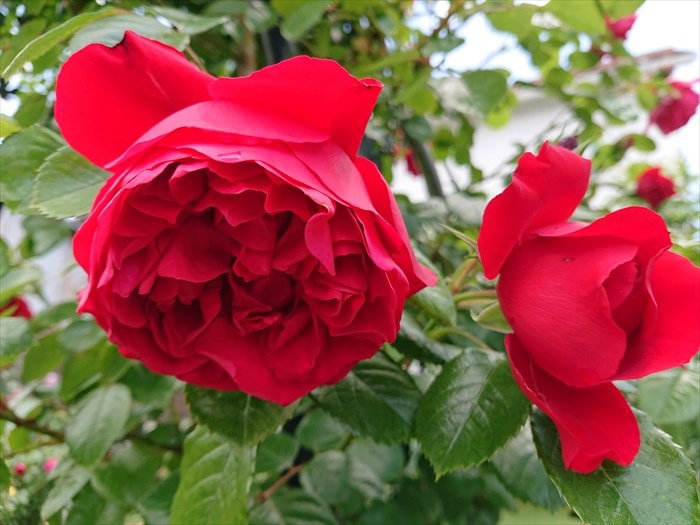 フロレンティーナの花1