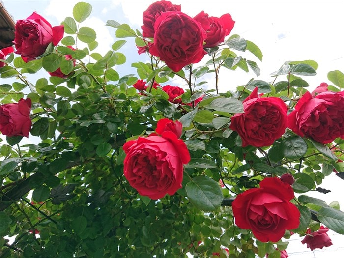 フロレンティーナの花3