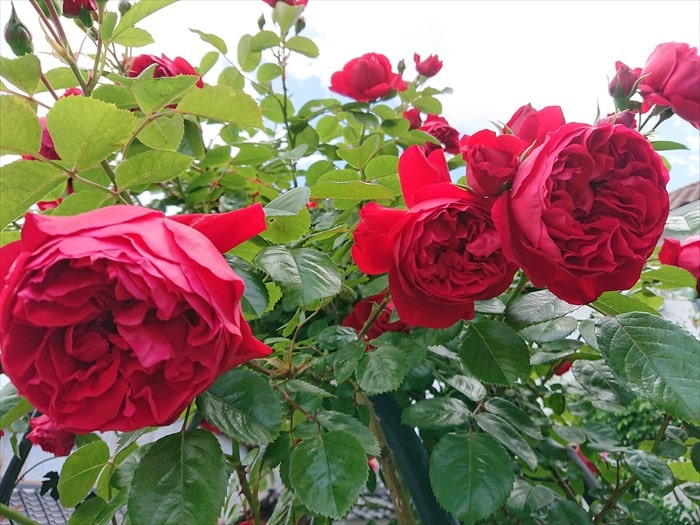 フロレンティーナの花2