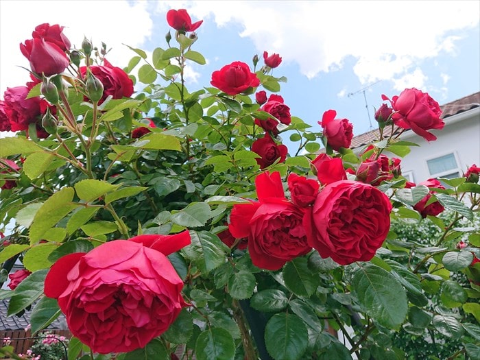 フロレンティーナの花と自宅