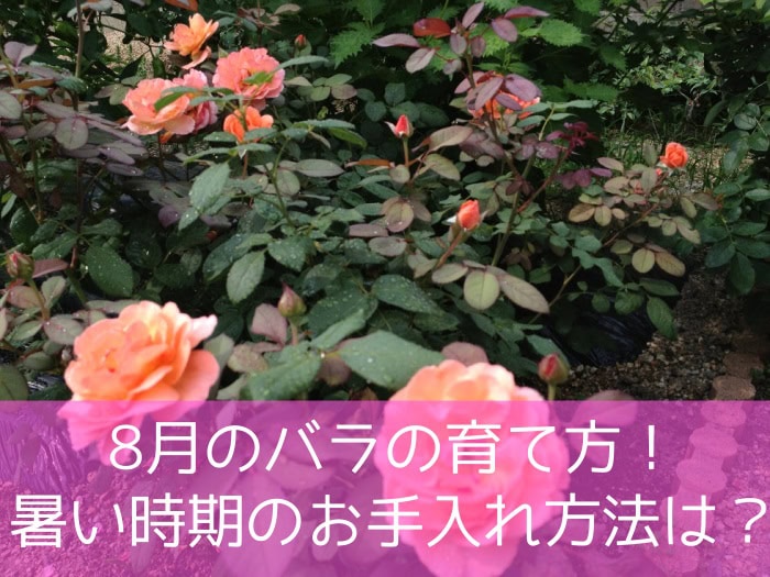 8月のバラの育て方！暑い時期のお手入れ方法は？