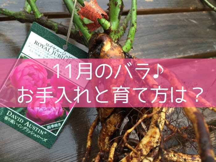 11月のバラ♪お手入れと育て方は？