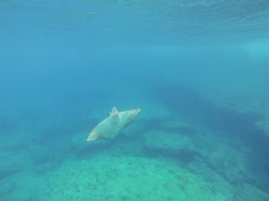 Snorkeling at Sharks Cove