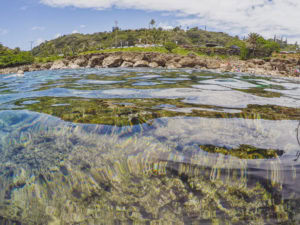 Snorkeling at Sharks Cove