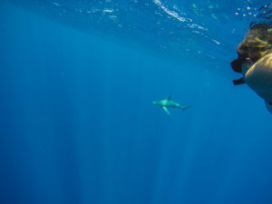 cage free shark swim in Hawaii