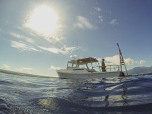cage free shark swim in Hawaii