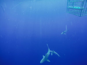 cage free shark swim in Hawaii