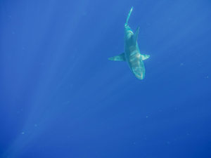 cage free shark swim in Hawaii