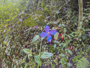 Maunawili Demonstration Trail