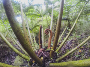 Maunawili Demonstration Trail