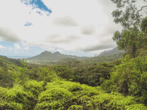 Maunawili Demonstration Trail