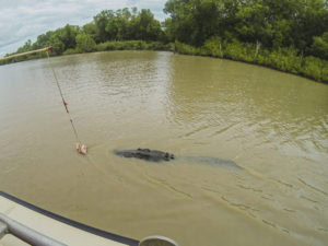 Spectacular Jumping Crocodile Cruise