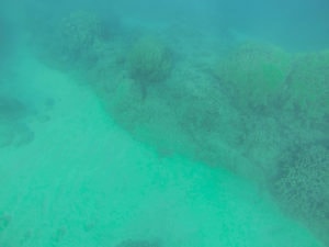 swim with turtles on oahu