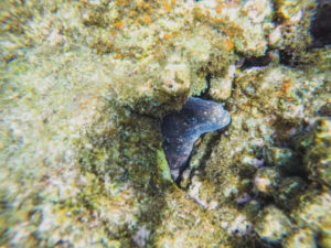 Kapoho Tide Pools snorkeling
